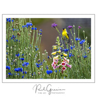 Bird and nature photography business ideas for empaths, introverts, and free spirits. Turn your passion for wildlife into a career with freelance photography, selling prints, or offering guided nature tours—perfect for those seeking freedom, creativity, and autonomy.