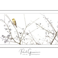 Capture the beauty of wildlife with a bird and nature photography business. Ideal for empaths, introverts, and free spirits who want to escape the 9-5, work remotely, and turn their passion for nature into a fulfilling, creative, and independent career.