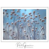 Start a bird and nature photography business—perfect for free spirits, introverts, and creatives seeking a flexible career. Sell prints, offer photo tours, or work freelance while embracing freedom, autonomy, and a love for the outdoors.