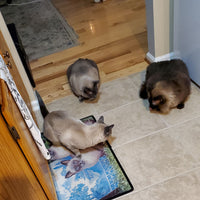 Freelance cat behavior consultant path for those seeking purpose and peace. Ideal for introverts, neurodivergent creatives, and spiritual rebels who want to help animals, work from home, and escape traditional jobs for a calm, aligned lifestyle.