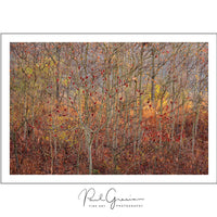 Start a bird and nature photography business—perfect for free spirits, introverts, and creatives seeking a flexible career. Sell prints, offer photo tours, or work freelance while embracing freedom, autonomy, and a love for the outdoors.