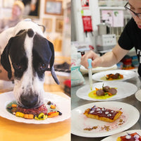 Love dogs and freedom? Become a dog chef or certified canine nutritionist. Expert-led business guidance for empaths, introverts, and rebellious spirits craving autonomy and a meaningful, pet-focused career.
