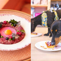 Start a soulful career as a dog chef or canine nutritionist. Tailored entrepreneurship guidance for empaths, introverts, and free spirits ready to escape the 9-5 and follow their passion for animals and holistic wellness.