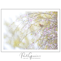 Start a bird and nature photography business—perfect for free spirits, introverts, and creatives seeking a flexible career. Sell prints, offer photo tours, or work freelance while embracing freedom, autonomy, and a love for the outdoors.