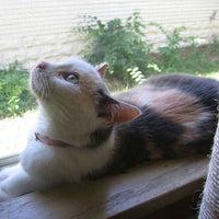 Start a career as a cat behavior therapist—perfect for free spirits, witches, and empaths craving purpose and independence. A unique business idea for introverts, neurodivergent creatives, and those ready to ditch the corporate grind.